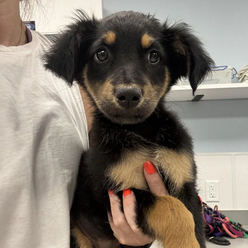 A baby medium-sized female Australian Shepherd dog named Chica for adoption in Washington, DC