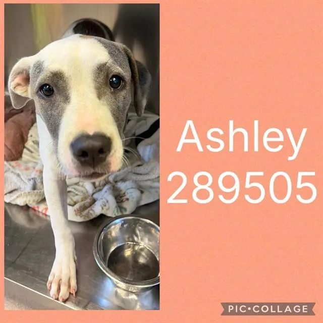 A baby small-sized female Mixed Breed dog named Ashley for adoption in Macon, GA