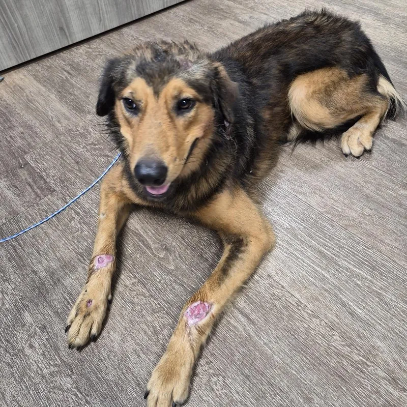 An adult medium-sized male Brown / Chocolate German Shepherd Dog named TXACStray for adoption in Portland, TX