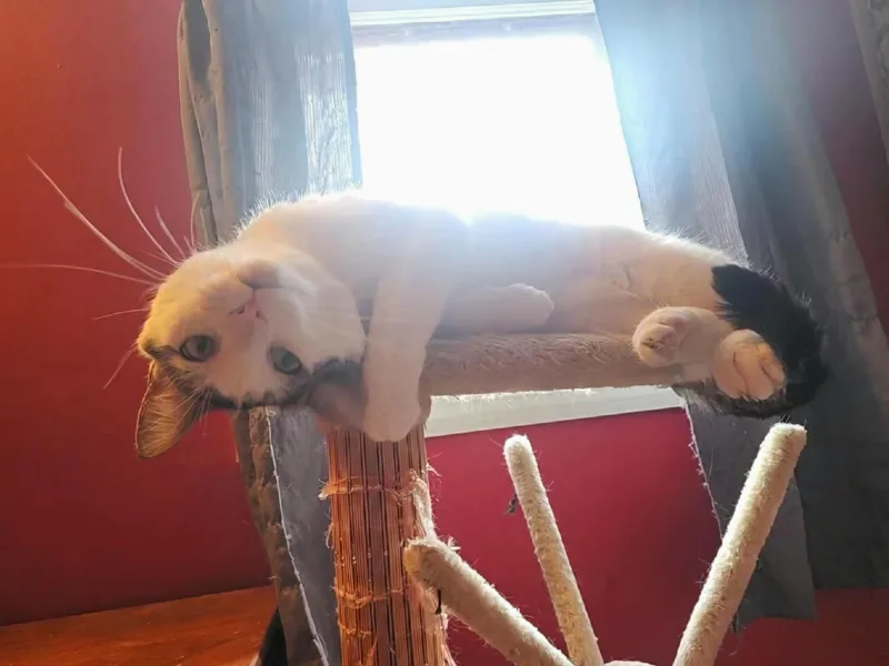 A young medium-sized male White Domestic Short Hair cat named Clive for adoption in Mayfield, NY