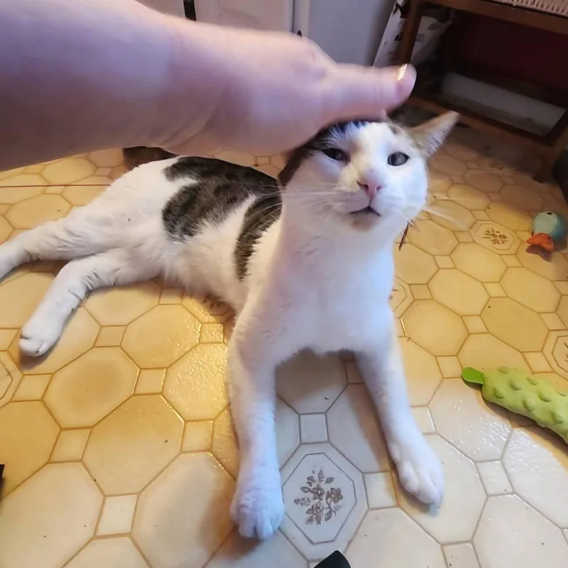 Clive thumbnail 4