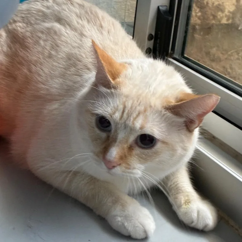 An adult large-sized male Buff / Tan / Fawn Domestic Short Hair cat named Mr. Zillion Dollars for adoption in Yuma, AZ