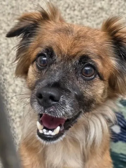 An adult medium-sized male Mixed Breed dog named Aaron for adoption in Westland, MI