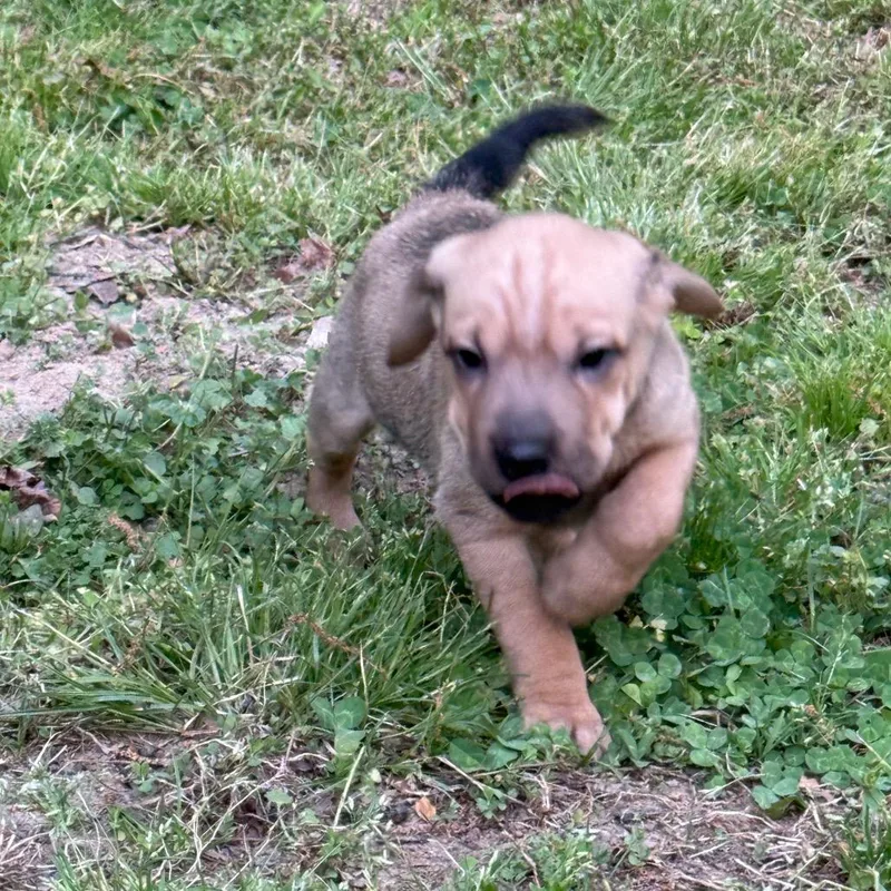 A baby small-sized male Brown / Chocolate Mixed Breed dog named Curio for adoption in Fredericksburg, VA