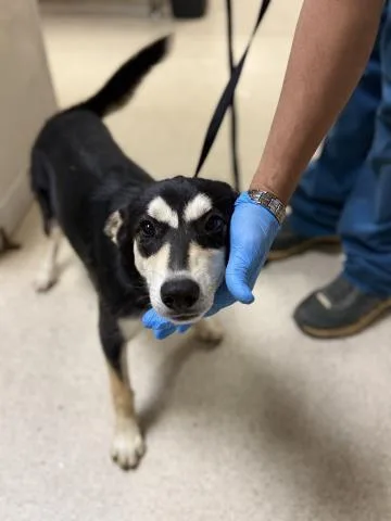 A young small-sized female German Shepherd Dog dog named Cloe for adoption in Riverside, CA