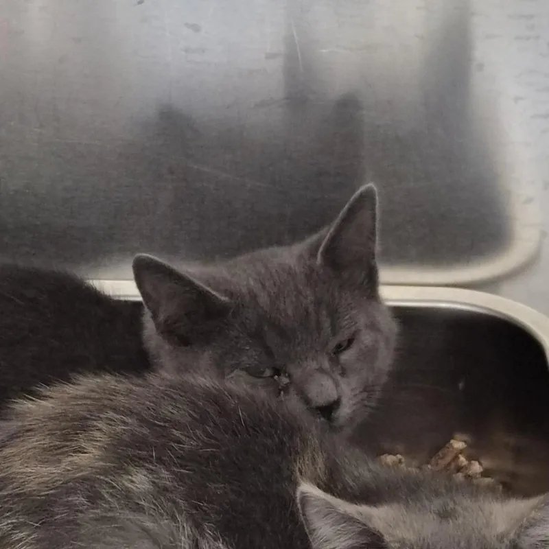 A baby small-sized male American Shorthair cat named Bully V for adoption in Spokane, WA