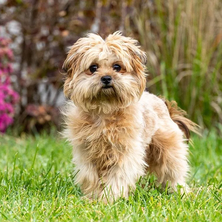 An adult small-sized male Brown / Chocolate Havanese dog named Shiesty for adoption in Council Bluffs, IA