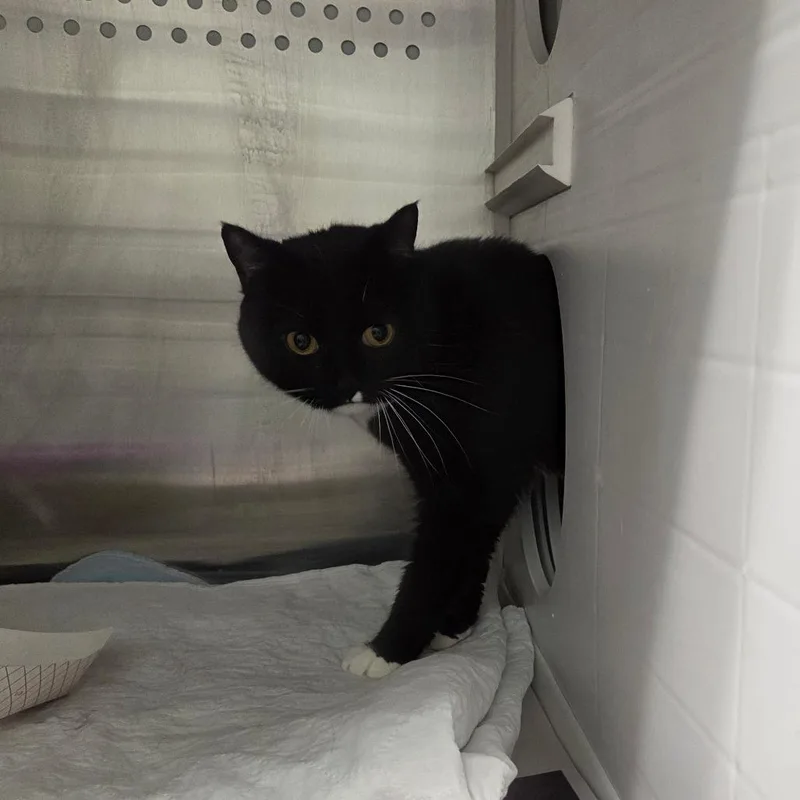 An adult medium-sized female Black Domestic Short Hair cat named Smalls for adoption in Chattanooga, TN
