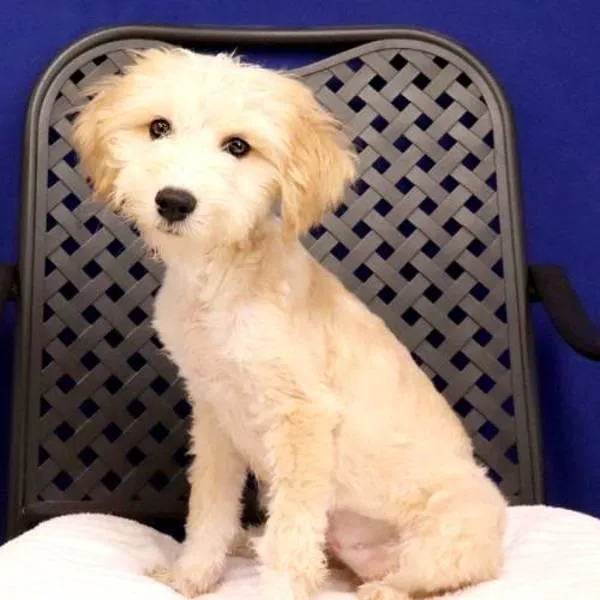 A baby medium-sized female Standard Poodle dog named Astrid for adoption in Midland, TX