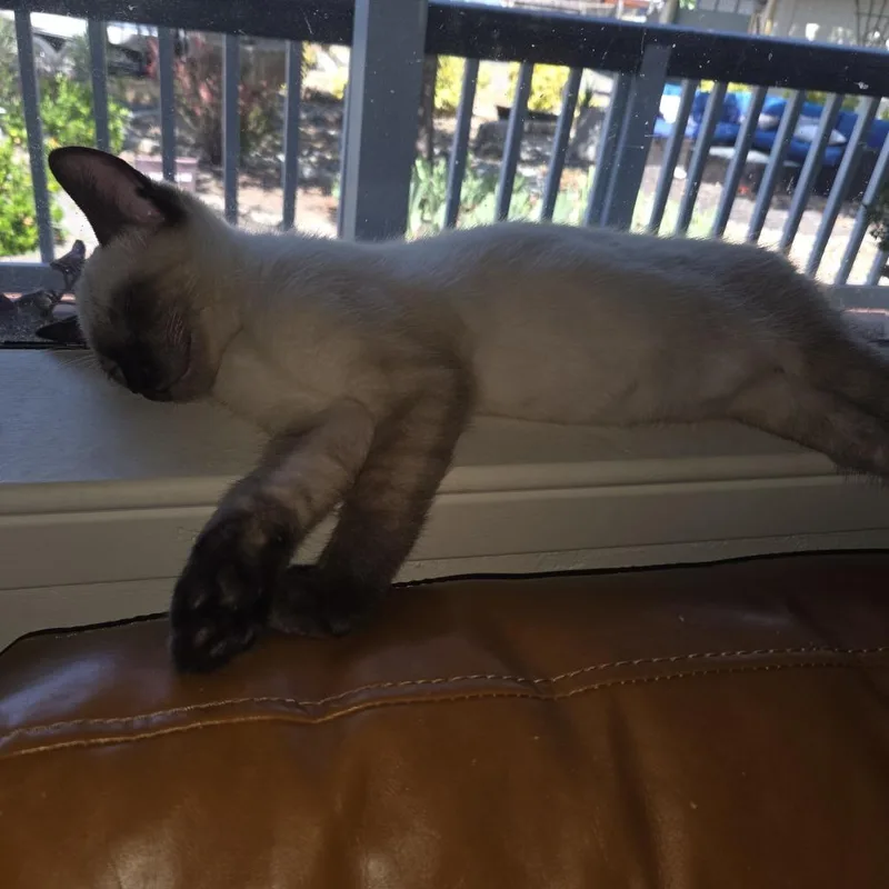 A baby small-sized male Siamese cat named Gary for adoption in Santa Rosa, CA