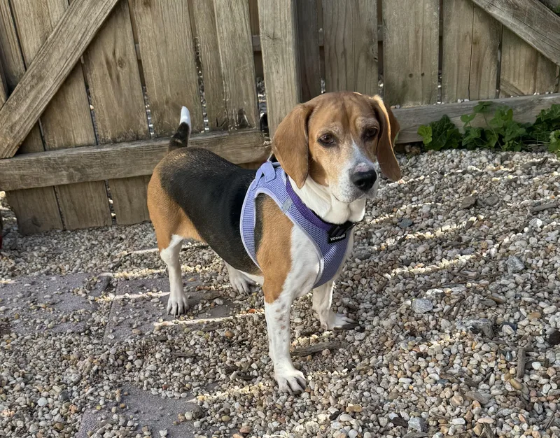 An adult small-sized female Tricolor (Brown, Black, & White) Beagle dog named Bella for adoption in Ellicott City, MD