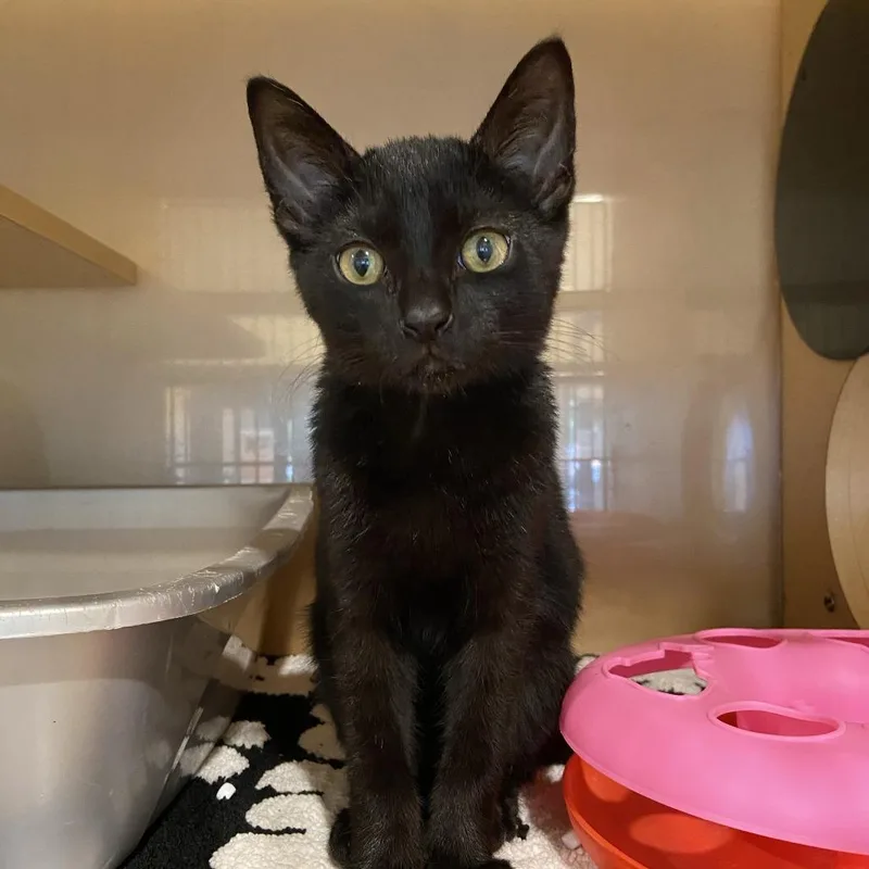 A baby small-sized male Black Domestic Short Hair cat named Velcro for adoption in Washington Township, OH