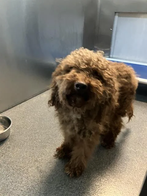 A young small-sized female Mixed Breed dog named Roscoe for adoption in Dallas, TX