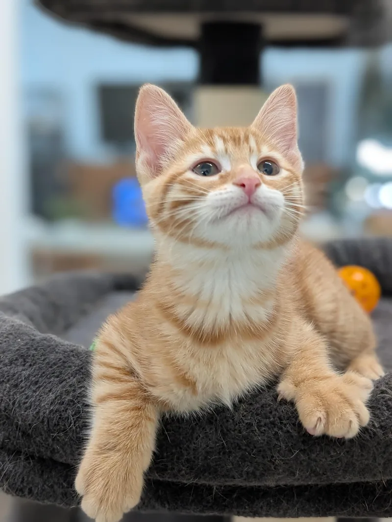 A baby small-sized female Orange / Red Domestic Short Hair cat named Skittles for adoption in Tilton, IL