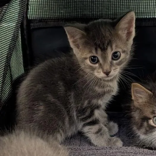 A baby small-sized male Domestic Short Hair cat named Gwyn for adoption in Fairport, NY