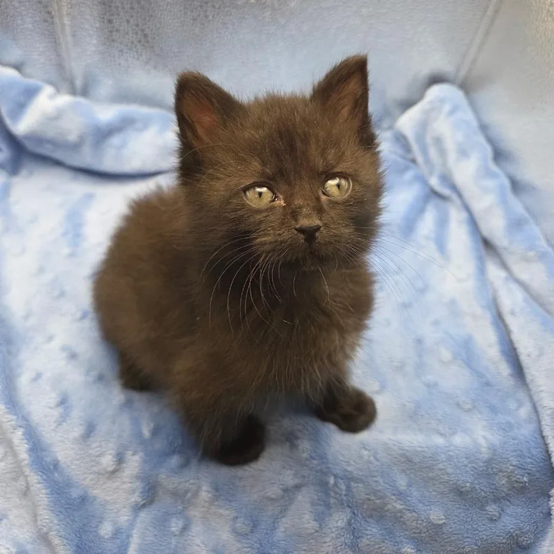 A baby small-sized male Black Domestic Short Hair cat named Snap_Eddie for adoption in Waldorf, MD