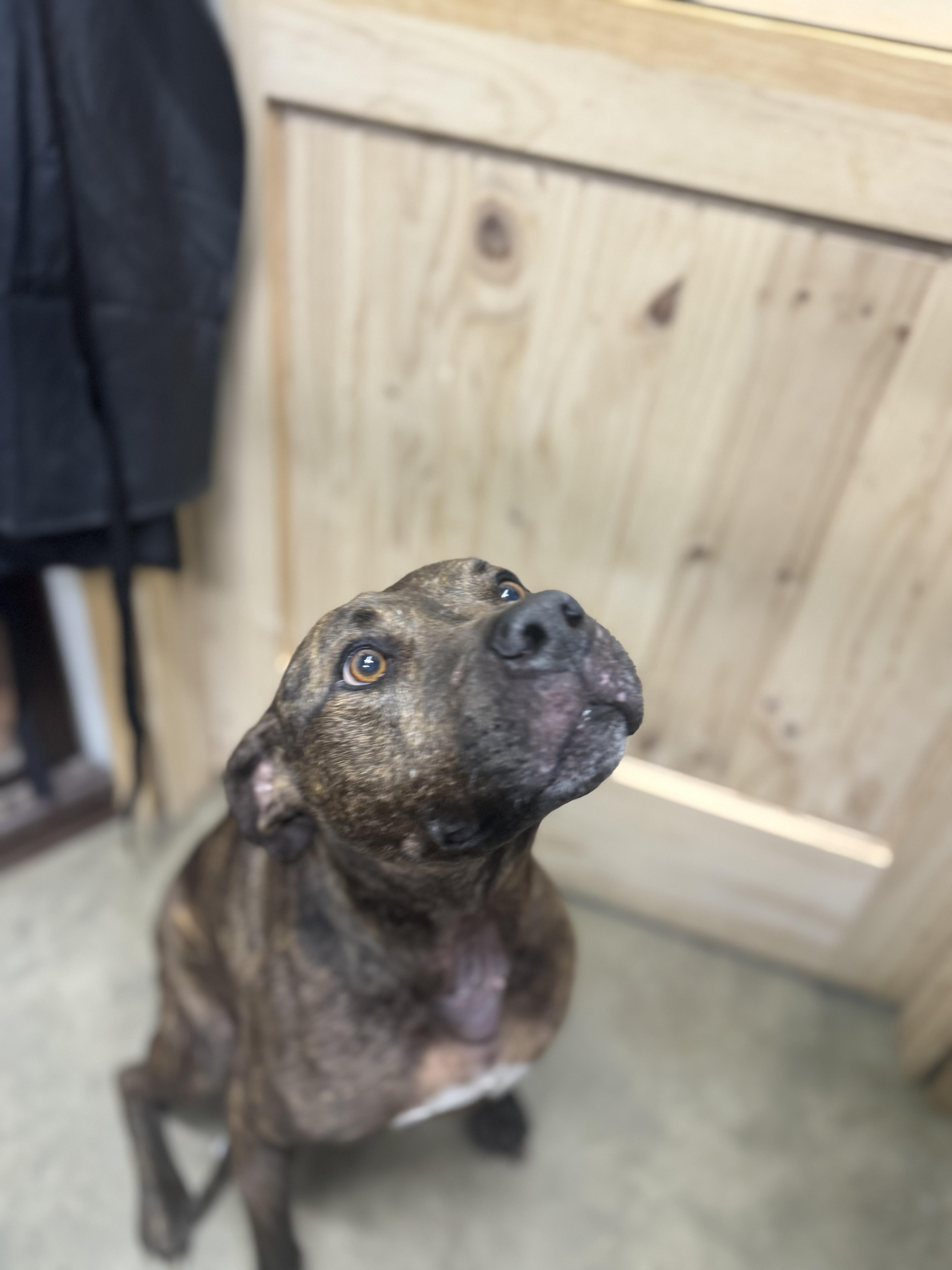 An adult medium-sized male Pit Bull Terrier dog named Bo for adoption in Chuckey, TN