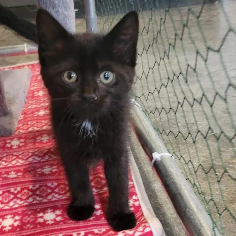 A young medium-sized female Black Domestic Short Hair cat named Brianca for adoption in Martinsville, IN