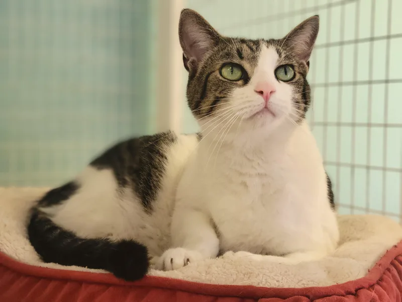 An adult large-sized male Domestic Short Hair cat named Ollie and Alfie for adoption in Memphis, TN