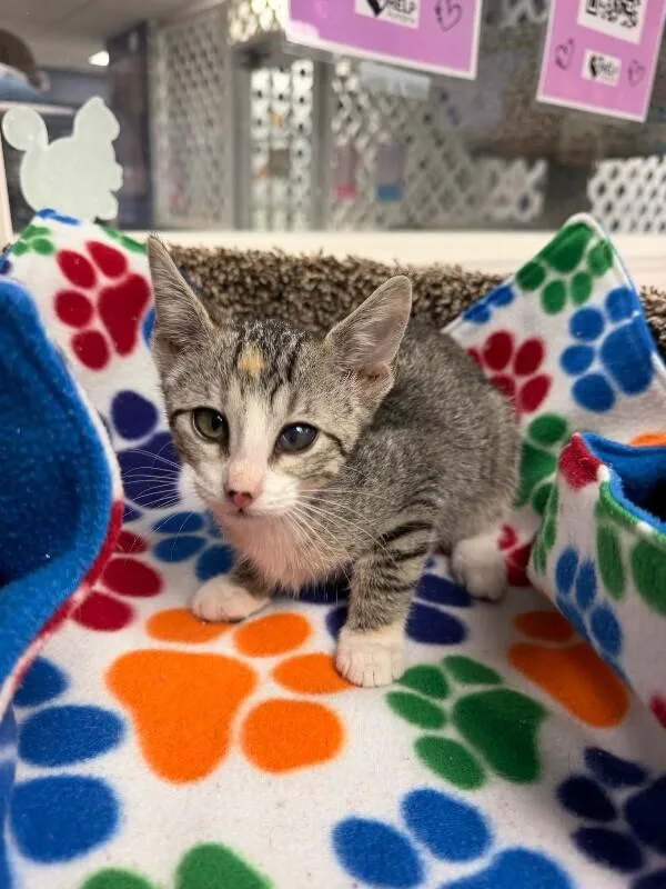 A baby medium-sized female Gray / Blue / Silver Domestic Short Hair cat named Rayna for adoption in Belton, MO