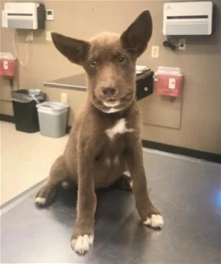 A baby small-sized female Australian Cattle Dog / Blue Heeler dog named Bumble for adoption in Conroe, TX