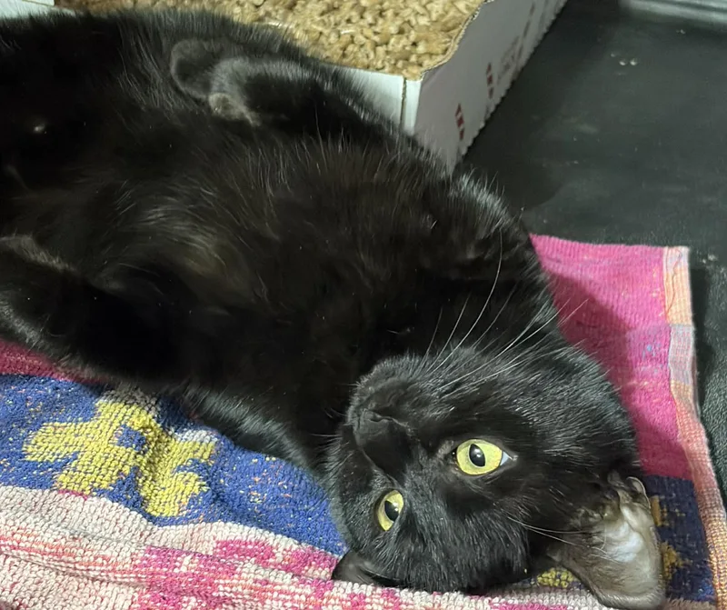 An adult medium-sized female Black Domestic Short Hair cat named Carly for adoption in Westfield, MA