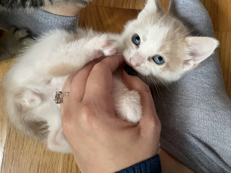 A baby medium-sized female Tabby (Gray / Blue / Silver) American Shorthair cat named Fiona for adoption in Brooklyn, NY