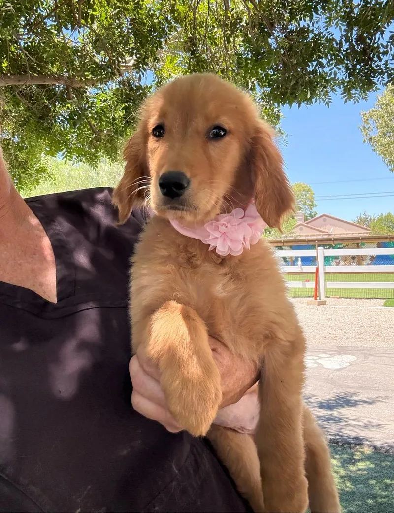 A young medium-sized female Golden Retriever dog named Jordan for adoption in Temecula, CA