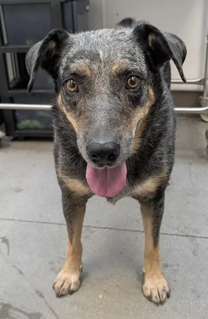 An adult medium-sized female Australian Cattle Dog / Blue Heeler dog named Moonlight for adoption in Tucson, AZ