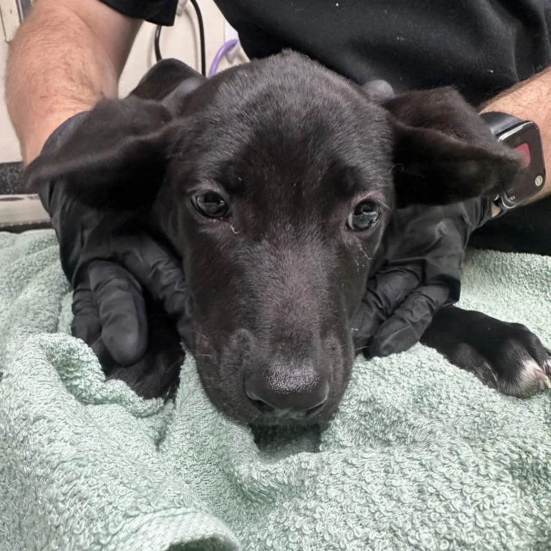 A baby medium-sized female Black Shepherd dog named Lampshade for adoption in Lakeland, FL