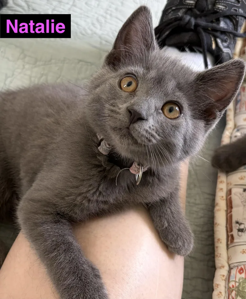 A baby small-sized female Gray / Blue / Silver Russian Blue cat named Natalie for adoption in Turnersville, NJ