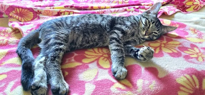 A baby medium-sized male Tabby (Brown / Chocolate) Tabby cat named Polosatyy for adoption in North Highlands, CA