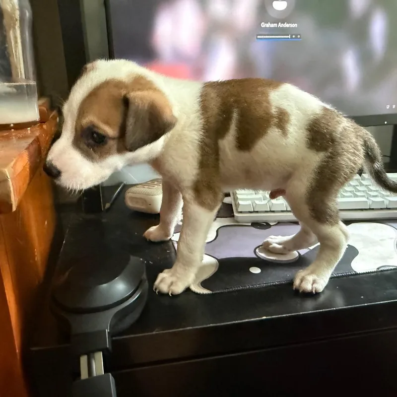 A baby small-sized male White / Cream Jack Russell Terrier dog named Lentil for adoption in Raleigh, NC