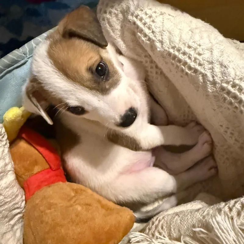 Lentil thumbnail 6
