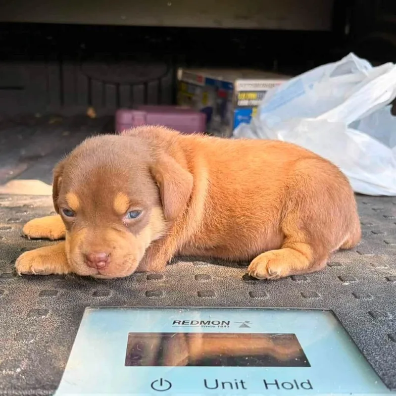A baby large-sized female Brown / Chocolate American Staffordshire Terrier dog named Dot for adoption in Ferndale, MI