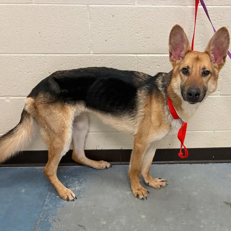 A young medium-sized male Yellow / Tan / Blond / Fawn Mixed Breed dog named Timon for adoption in Memphis, TN