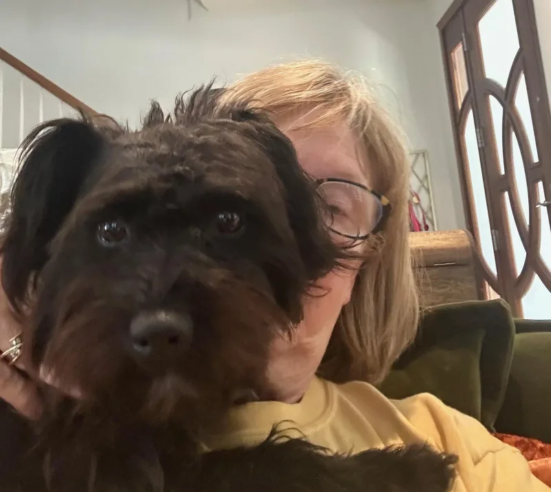 A young small-sized female Black Poodle dog named Mina  One True for adoption in Houston, TX