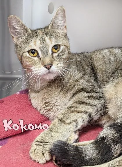 An adult medium-sized female Domestic Short Hair cat named Kokomo for adoption in Mason, MI