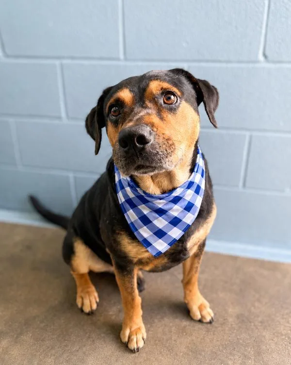 An adult large-sized male Rottweiler dog named Stanley for adoption in Lafayette, LA