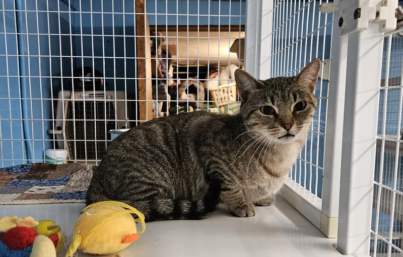 An adult medium-sized female Domestic Short Hair cat named Electra for adoption in Claremont, NH
