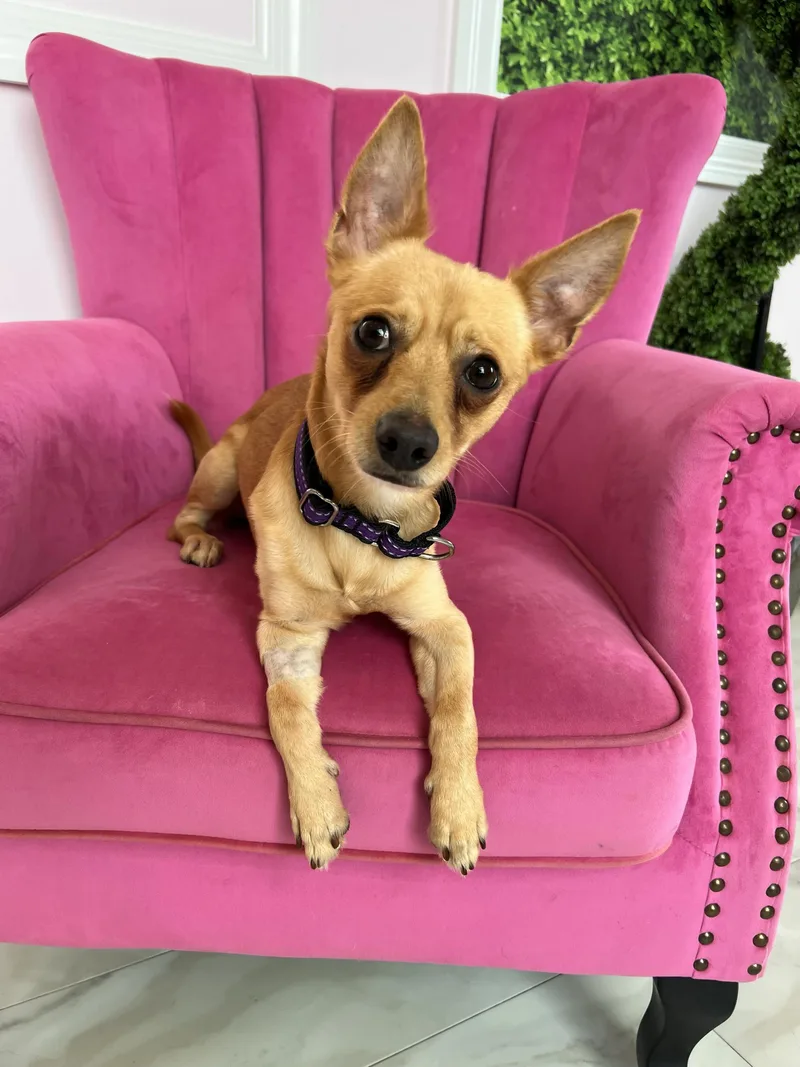 A young small-sized male Chihuahua dog named Nick for adoption in O'Fallon, MO