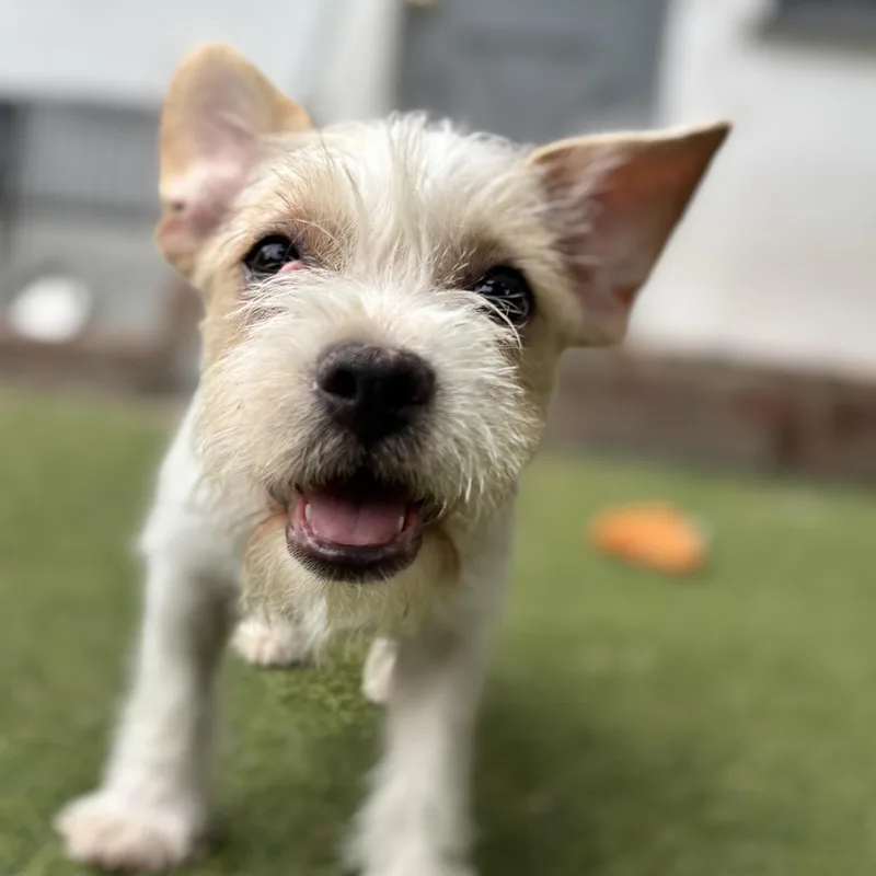 A baby small-sized female Apricot / Beige Spaniel dog named Meredith for adoption in Beverly Hills, CA