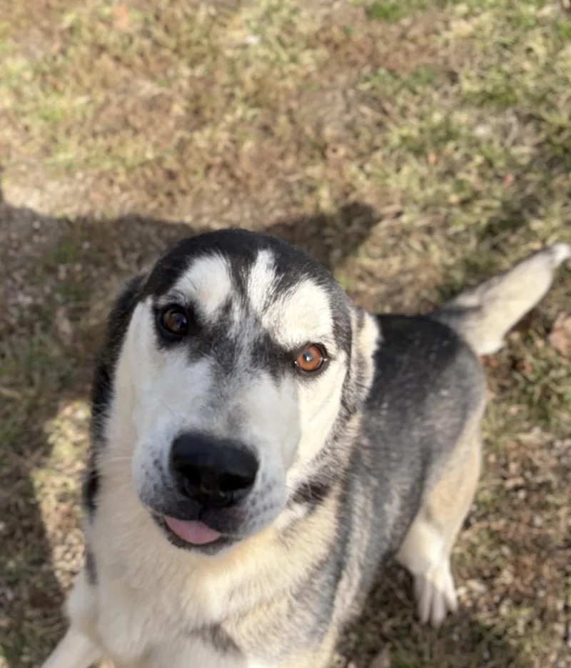 An adult medium-sized female Husky dog named Marty Robbins for adoption in Pomeroy, OH