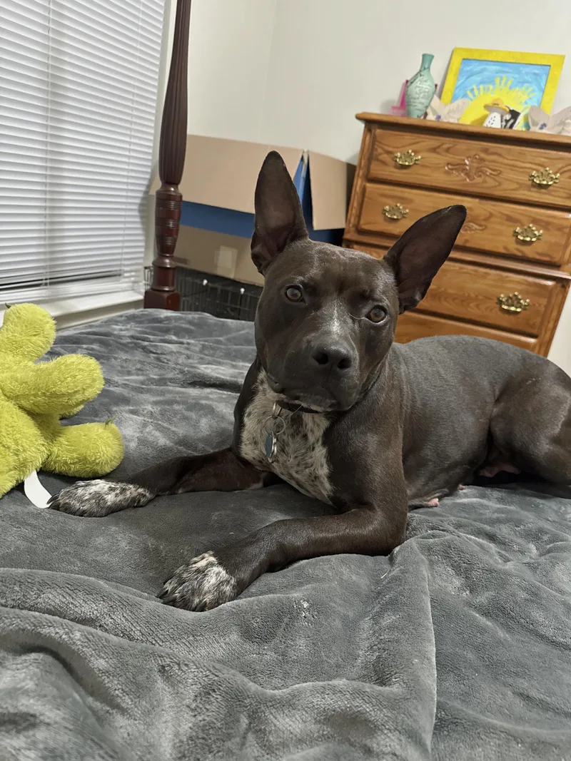 A young medium-sized female Black Pit Bull Terrier dog named Aurora for adoption in Marion, NC