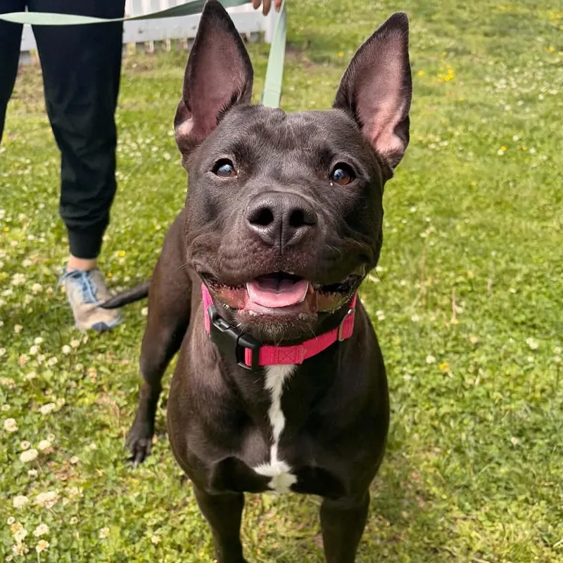 A young medium-sized female Pit Bull Terrier dog named Princess for adoption in Waterloo, IA