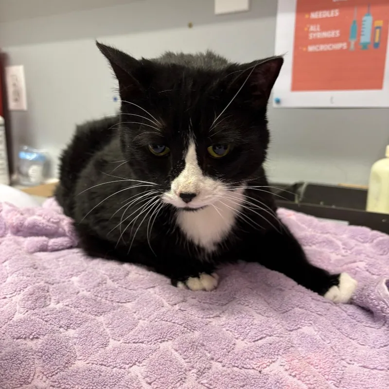 An adult extra large-sized female Black Domestic Short Hair cat named Ruru for adoption in Spokane, WA