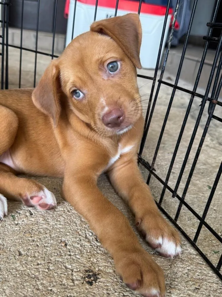 A baby small-sized female White / Cream Vizsla dog named Miel for adoption in North Reading, MA