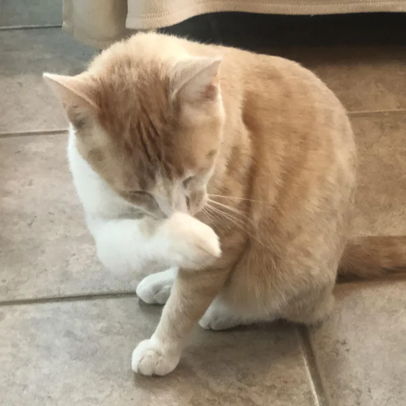 Ritchie C. thumbnail 3