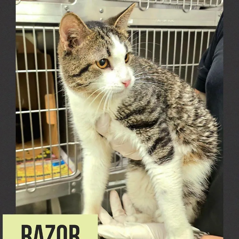 Razor