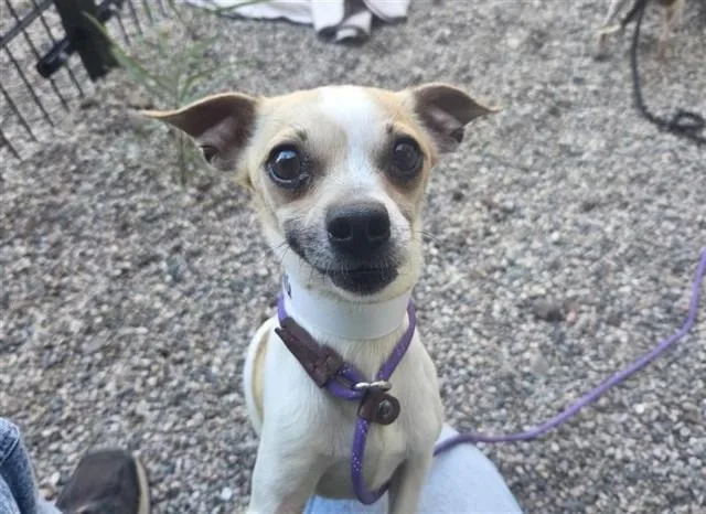 An adult small-sized male Chihuahua dog named Two Face for adoption in Mesa, AZ